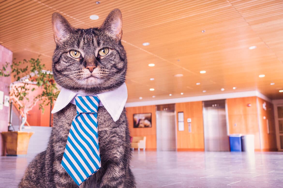 Business Cat Free Stock Photo